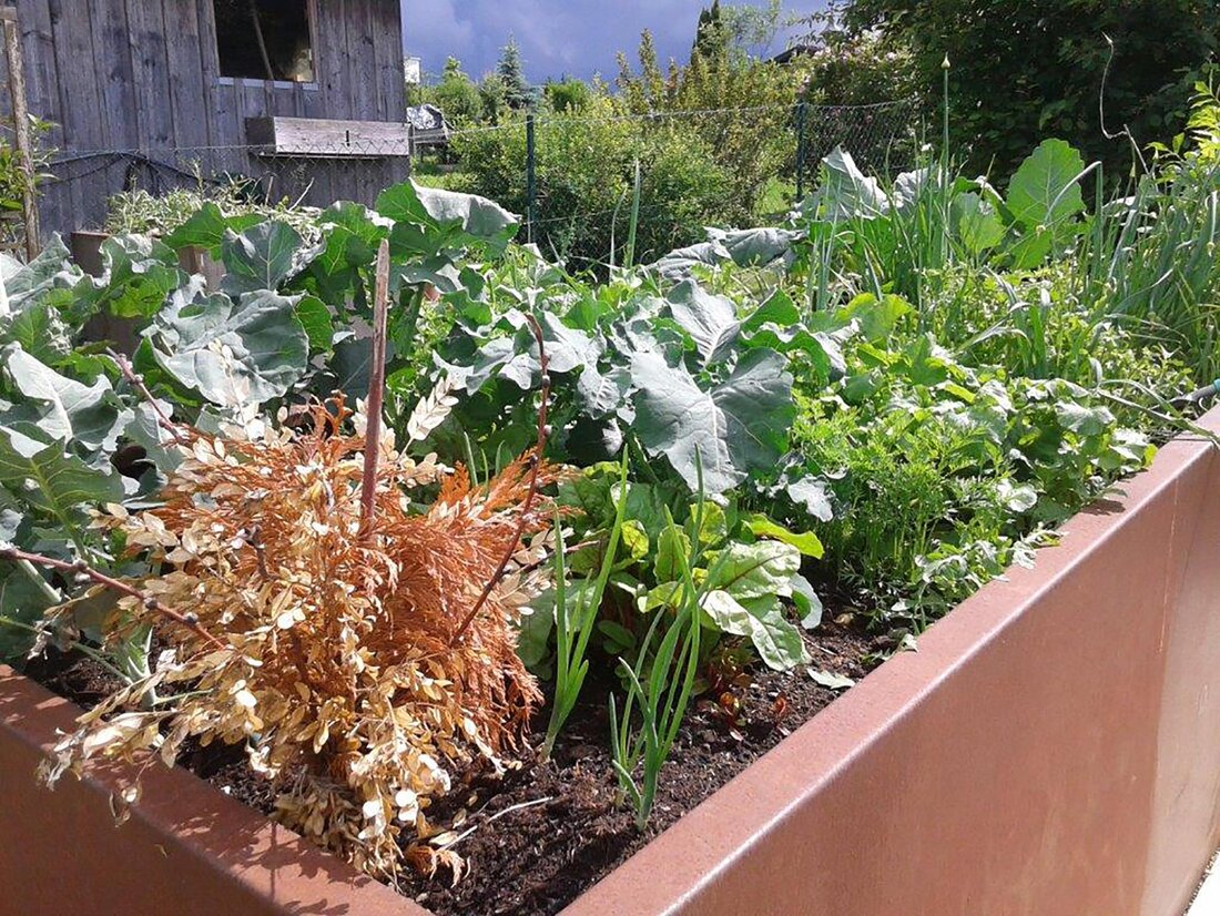Salat im Hochbeet